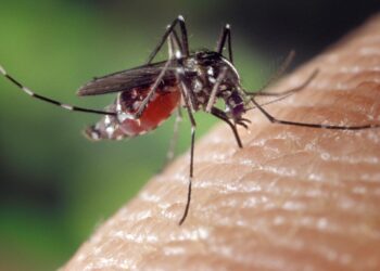 Moustiques : une flambée inquiétante des cas de chikungunya, dengue et virus West Nile en France et en Europe