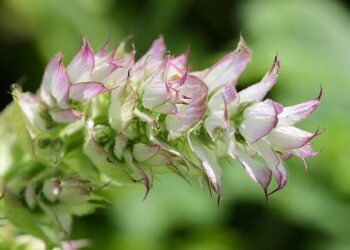 Pierre Sage : un lien indéfectible avec Lyon