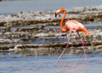 Un garçon de 13 ans tombe du quatrième étage près de Bordeaux et se bat pour sa vie à l’hôpital