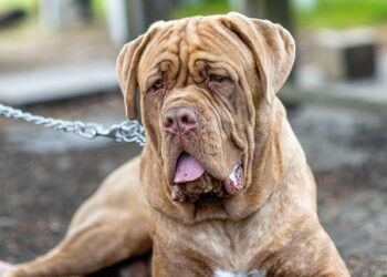 Bordeaux-Mérignac : Découvrez l’un des aéroports les mieux classés de France !