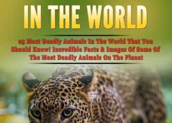 Plongez dans l’angoisse avec « Dangerous Animals », le thriller haletant qui rivalise avec « Dents de la mer »