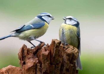 Plongez dans « Cultures animales » : un podcast captivant pour explorer la science autrement