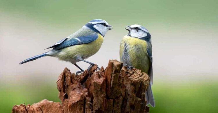 Plongez dans « Cultures animales » : un podcast captivant pour explorer la science autrement