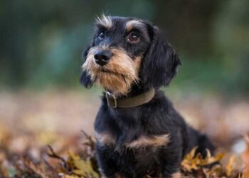 Get Ready for the 2025 Paris Sausage Walk: Dachshund Parade Returns This November – Find Out the Date and Route!