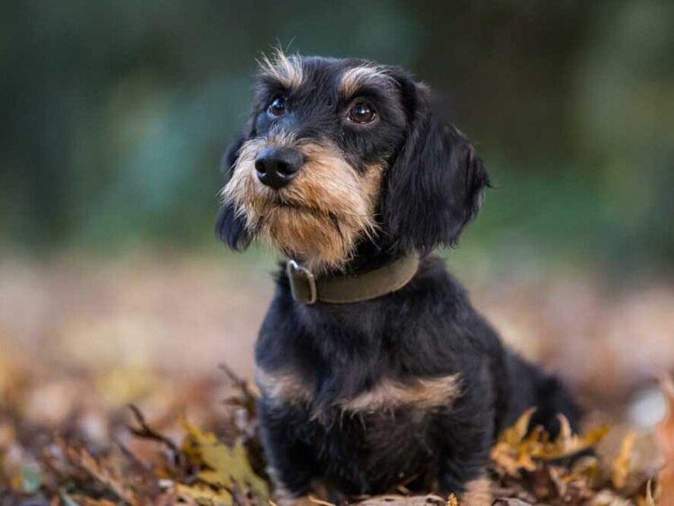 Get Ready for the 2025 Paris Sausage Walk: Dachshund Parade Returns This November – Find Out the Date and Route!