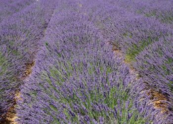 Uncover the Powerful Stories of Exiles, Refugees, and Foreigners in France: A Captivating Lecture Series