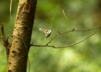 Explorez les mystères de l’océan : Conférence internationale à Nice, 9-13 juin 2025