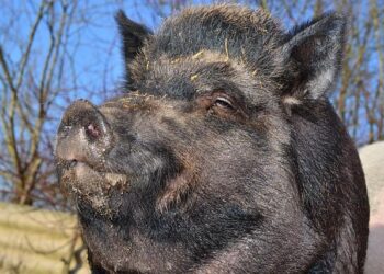 « Des cochons prioritaires sur des patients » : l’IHU de Strasbourg visé par deux enquêtes administratives explosives « Des cochons prioritaires sur des patients » : l’IHU de Strasbourg visé par deux enquêtes administratives explosives