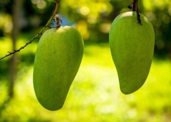 Mango Teen débarque à Lyon : une nouvelle ère pour la mode jeunesse en France  —  Mango Teen s’installe à Lyon : révolutionner la mode des jeunes en France Mango Teen débarque à Lyon : une nouvelle ère pour la mode jeunesse en France  —  Mango Teen s’installe à Lyon : révolutionner la mode des jeunes en France