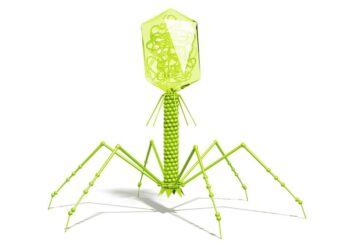 Bactériophages : la révolution thérapeutique qui change la médecine