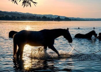 Découvrez l’Ill à Strasbourg : la baignade sera possible dès l’été prochain !