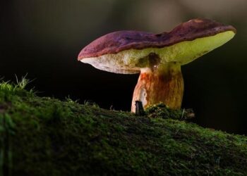 Unissons-nous contre l’OTAN belliciste : construisons une paix sociale durable en France !