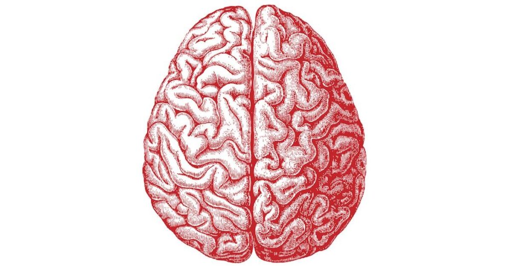 À quel âge notre cerveau commence-t-il vraiment à décliner ? Découvrez ce que révèle la science