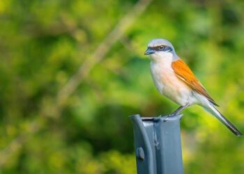 Demon Slayer : Kimetsu no Yaiba – La Forteresse Infinie Bat Tous Les Records de Démarrage en France !