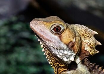 Don’t Miss Imagine Dragons Live in Lyon-Décines – Grab Your Tickets Now at Groupama Stadium!