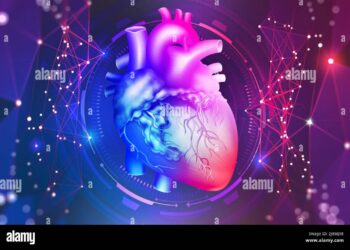 Des organes numériques en 3D : la révolution qui transforme la préparation des chirurgies