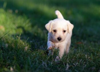 Tame Impala en tournée en France en 2026 : découvrez les dates à Lyon et Paris et réservez vos billets dès maintenant !