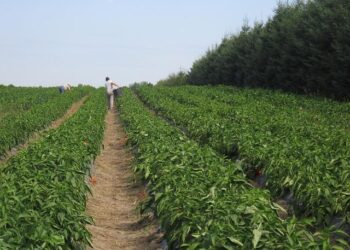 Laval vs Montpellier : À quelle heure et sur quelle chaîne regarder le choc de la 8e journée de Ligue 2 ?