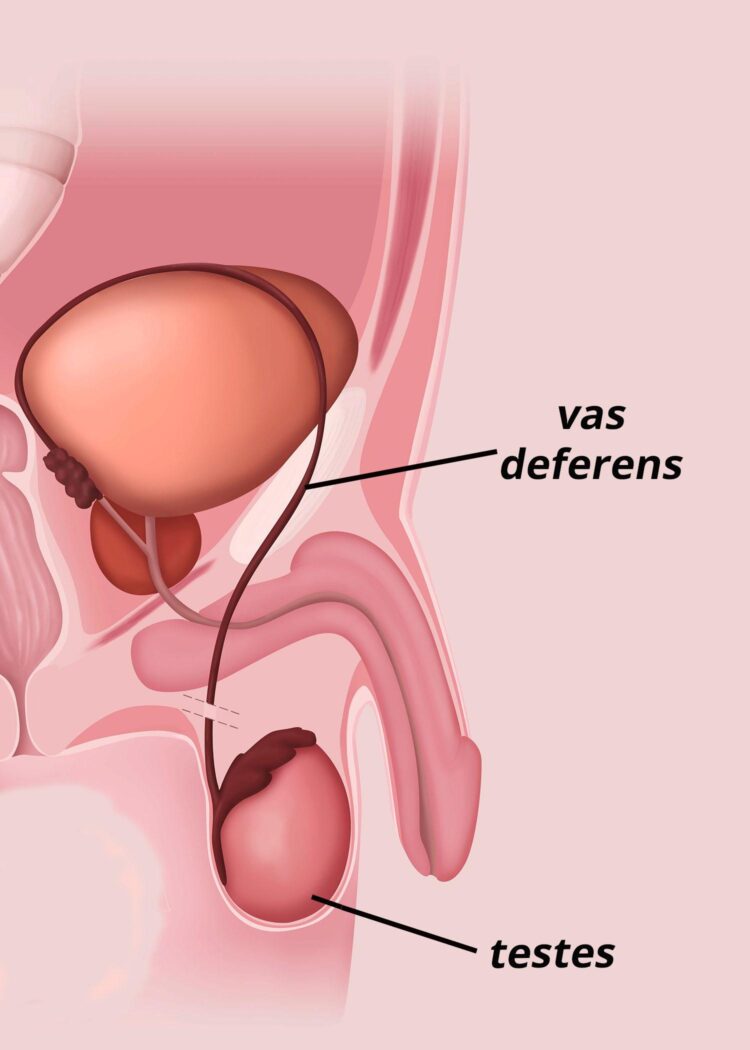 Un homme arrêté à Nice pour avoir escroqué 5 millions d’euros à Dany Boon en se faisant passer pour un lord irlandais