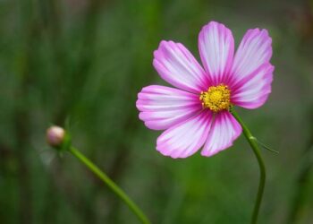 Nice : un faux lord irlandais condamné à cinq ans de prison pour avoir escroqué l’acteur Dany Boon