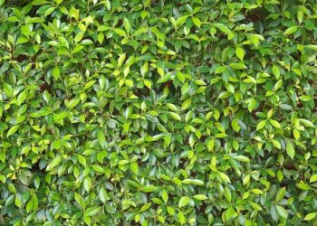 Ton Sanders rejoint Cushman & Wakefield France : un nouveau chapitre après JLL