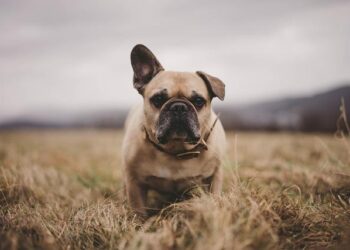 French Tech Agri20 : Découvrez les 22 start-up innovantes récompensées lors de la première édition  Discover the 22 Game-Changing Start-ups Honored at the Inaugural French Tech Agri20!