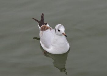 Bonaparte à Nice : Découvrez la naissance d’un mythe légendaire