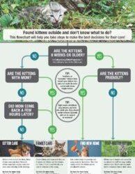 Ondine Simonot-Bérenger représentera la France à la grande finale internationale de « Ma thèse en 180 secondes » en Roumanie