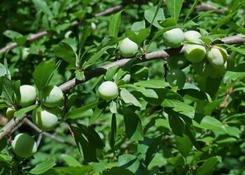 Countdown to Paris: Get Ready for the Ultimate International Youth Padel Showdown in Just One Month!