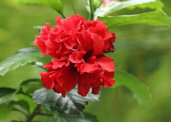 À New York, la Chine et la France s’unissent pour protéger notre avenir climatique À New York, la Chine et la France s’unissent pour protéger notre avenir climatique