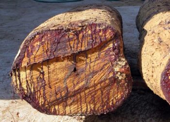 À Paris, un olivier planté et une plaque dévoilée en hommage émouvant à Ilan Halimi après l’abattage de l’arbre commémoratif