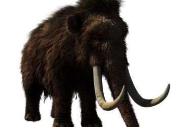 Unveiling the Hidden World of Mammoths