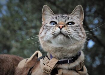 Tempête Amy : Rhône et Lyon en alerte aux vents violents, que faut-il anticiper ?