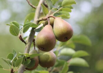 Joël Poirier prend les rênes en tant que Business Director Health & Medical pour la France et l’Afrique du Nord chez Essity