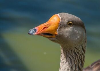 Toulouse Frappe Fort : Tommaso Menoncello Rejoint le Champion de France !