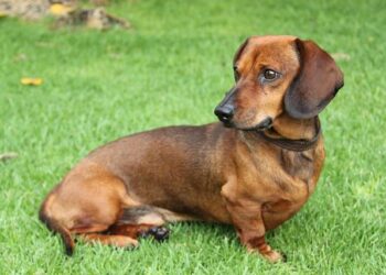 Discover the Unforgettable Magic of the Wiener Philharmoniker Like Never Before