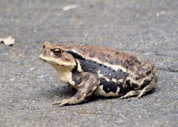 Heartfelt Tribute in Nice’s Moulins District: Community Unites to Honor Victims and Heal Together