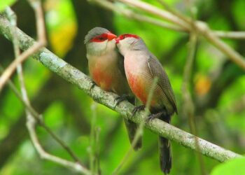 Unveiling the Hidden Mysteries and Intrigues of Toulouse