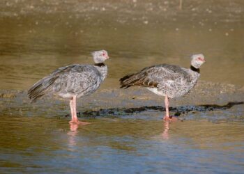 Le dessin de Chaunu : quelle voie pour l’avenir de la France ?