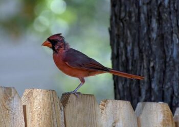 Cardinal Aveline à Marseille : tout ce qu’il faut savoir sur les accusations