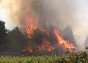 Adolescent de 16 ans arrêté après un incendie dans une pinède à Montpellier