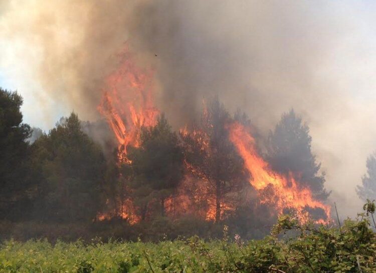Adolescent de 16 ans arrêté après un incendie dans une pinède à Montpellier