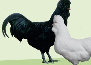 Plongez dans l’univers envoûtant du nouvel album « Crèvecœur » d’Adèle Castillon Plongez dans l’univers envoûtant du nouvel album « Crèvecœur » d’Adèle Castillon