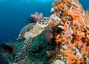 Les récifs coralliens face à un « point de basculement » climatique alarmant