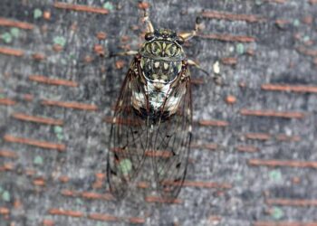 Cigales à Lyon : le chant qui dévoile un climat en pleine métamorphose