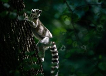 Air France Halts Paris–Antananarivo Flights Amid Madagascar Crisis Through Monday