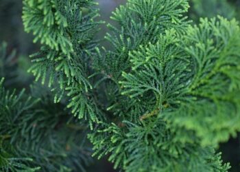 Mariana Enríquez : 12 Nouvelles Horrifiques Qui Révèlent les Secrets Profonds du Corps Féminin