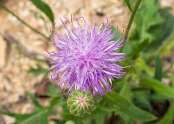 Rising Cases of Nodular Dermatosis in Spain Trigger Heightened Alert in France