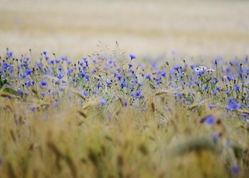 Bleuets U20 : Diomède prêt à relever un nouveau défi pour garder ses joueurs avant la petite finale