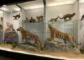 Le musée zoologique de Strasbourg séduit 1700 visiteurs par jour après sa spectaculaire rénovation Le musée zoologique de Strasbourg séduit 1700 visiteurs par jour après sa spectaculaire rénovation